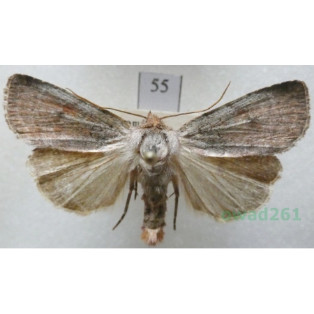 Protolampra sobrina (Duponchel, 1843) Czech55